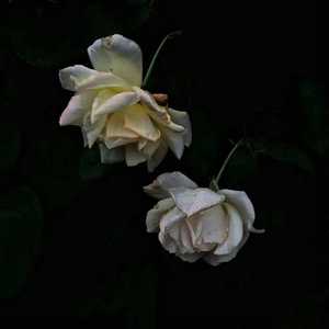 农村少妇迎合着我
